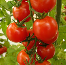 tomate-en-rama